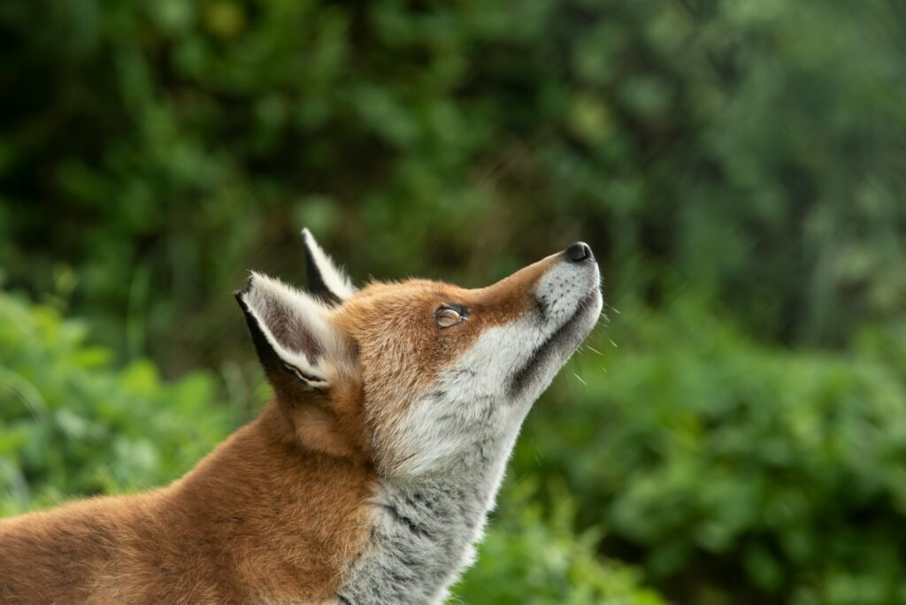 Red Fox Award 2024 - das haben Sie verpasst