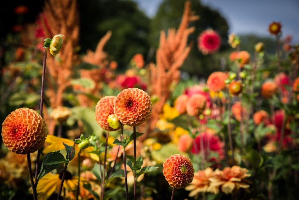 Blühpflanzen: Blumen, die den Garten verzaubern